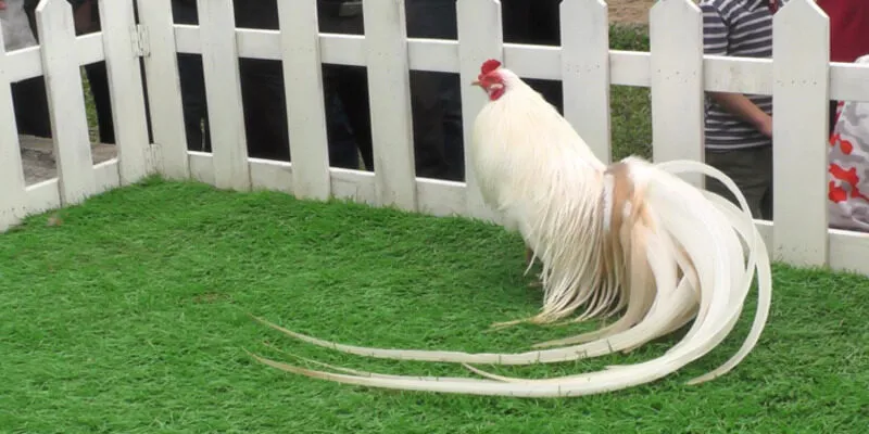 cách lên cựa gà tre