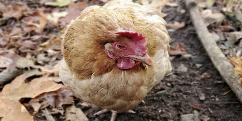 gà bị kén mép