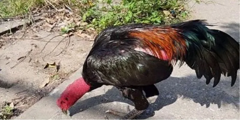 Gà chân chì tốt hay xấu