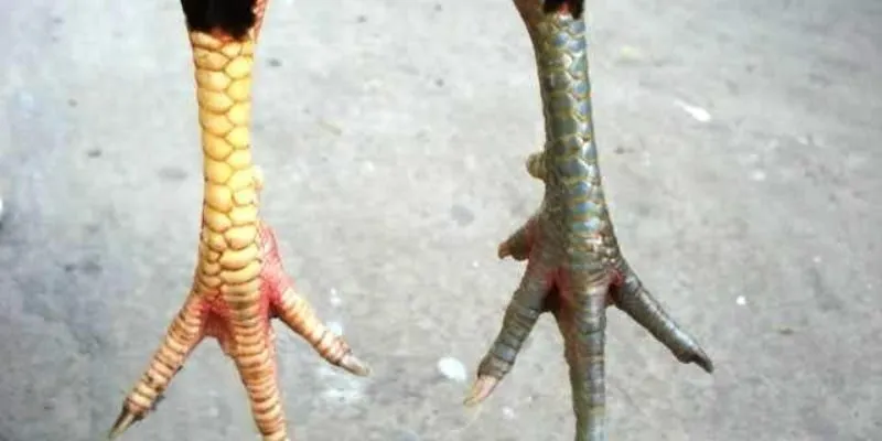 Những giống gà chân chì nên sở hữu
