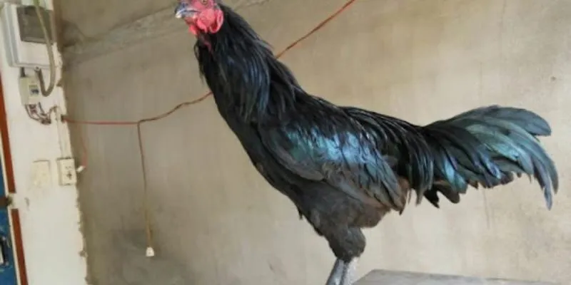 Vì sao lại phân ra gà chân chì tốt hay xấu?